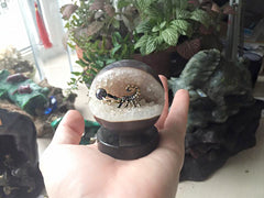 Bronze figure of scorpion at geode agate amethyst sphere with sea pearl and demantoid inserts on dolerite plate  small Бронзовый скорпион в жеоде аметиста агатовом шаре с морской жемчужиной и вставками из демантоидов на пластине из долерита малый
