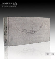 Keyhozavr fossil reptile in Shale JG4534S02