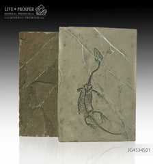 Keyhozavr fossil - Fossil reptile in Shale JG4534S01