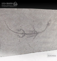 Keyhozavr fossil reptile in Shale JG4534S02
