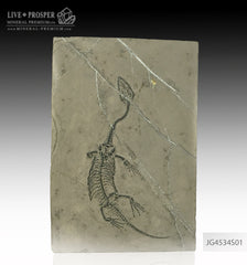 Keyhozavr fossil - Fossil reptile in Shale JG4534S01