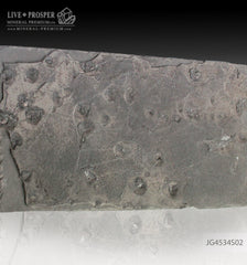 Keyhozavr fossil reptile in Shale JG4534S02