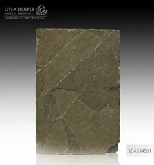 Keyhozavr fossil - Fossil reptile in Shale JG4534S01