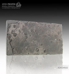 Keyhozavr fossil reptile in Shale JG4534S02