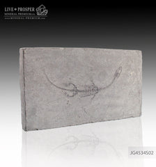 Keyhozavr fossil reptile in Shale JG4534S02