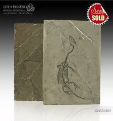 Keyhozavr fossil - Fossil reptile in Shale JG4534S01