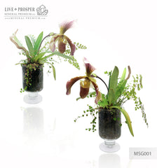 Paphiopedilum and plant mix with driftwood and obelisk of rock crystal in a Floriana