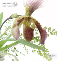 Paphiopedilum and plant mix with driftwood and obelisk of rock crystal in a Floriana