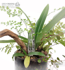 Paphiopedilum and plant mix with driftwood and obelisk of rock crystal in a Floriana