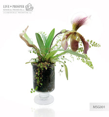 Paphiopedilum and plant mix with driftwood and obelisk of rock crystal in a Floriana