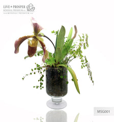 Paphiopedilum and plant mix with driftwood and obelisk of rock crystal in a Floriana