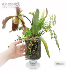 Paphiopedilum and plant mix with driftwood and obelisk of rock crystal in a Floriana